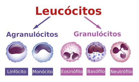 o que significa leucócitos